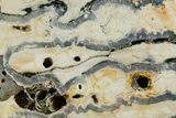 Mammoth Molar Slice With Case - South Carolina #349966-2